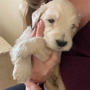 Meet your Posher, Audrey